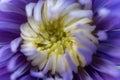 Purple chrysanthemum flower head. Beautiful chrysanthemum flowers outdoors. Chrysanthemums in the garden