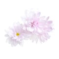 Purple chrysanthemum flower isolated