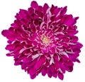 Pink chrysanthemum flower  on  a  white isolated background with clipping path. Closeup..  Nature Royalty Free Stock Photo