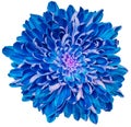 Blue chrysanthemum flower  on  a  white isolated background with clipping path. Closeup..  Nature Royalty Free Stock Photo