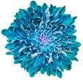 Turquoise  chrysanthemum flower  on  a  white isolated background with clipping path. Closeup..  Nature Royalty Free Stock Photo