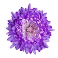 Purple chrysanthemum flower on white isolated background with clipping path. Closeup. Royalty Free Stock Photo