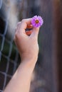 Purple chrysanthemum flower in a woman`s hand. Autumn mood Royalty Free Stock Photo