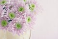 Purple chrysanthemum flowers Royalty Free Stock Photo