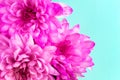 Purple chrysanthemum flowers close up on turquoise mint background. Summer, spring banner. Neon pink and blue Royalty Free Stock Photo