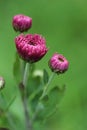 Purple chrysanthemum flowers clouseup. Spring background.