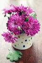 Purple chrysanthemum