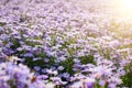 Purple chrysanthemum flowers