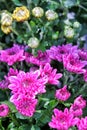 the purple chrysanthemum flowrs in the garden.