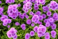 Purple Chrysanthemum, Italian Aster