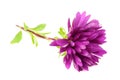 Purple Chrysanthemum (Mum) Flower Royalty Free Stock Photo