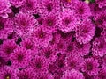 Purple Chrysanthemum Natural Background