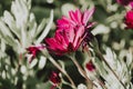 Purple chrysanthemums on a blurry background close-up. Beautiful bright chrysanthemums bloom in autumn in the garden Royalty Free Stock Photo