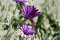 Purple chrysanthemums on a blurry background close-up. Beautiful bright chrysanthemums bloom in autumn in the garden Royalty Free Stock Photo