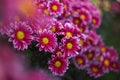 Purple chrysanthemums on a blurry background close-up. Beautiful bright chrysanthemums bloom in autumn in the garden. Royalty Free Stock Photo