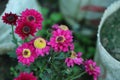 Purple chrysanthemums on a blurry background close-up. Beautiful bright chrysanthemums bloom in autumn in the garden. Royalty Free Stock Photo