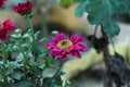 Purple chrysanthemums on a blurry background close-up. Beautiful bright chrysanthemums bloom in autumn in the garden. Royalty Free Stock Photo