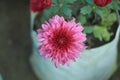 Purple chrysanthemums on a blurry background close-up. Beautiful bright chrysanthemums bloom in autumn in the garden. Royalty Free Stock Photo