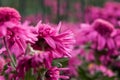 Purple chrysanthemums close - up in the garden. Floral autumn background Royalty Free Stock Photo