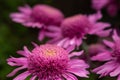 Purple chrysanthemums close - up in the garden. Floral autumn background Royalty Free Stock Photo