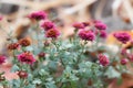 Purple chrysanthemums fade in late autumn. The courtyard of a country house with a flower bed. Delicate flowers.