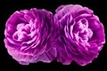 Purple chrysanthemums flowers.  Flower on the black isolated  background.  Close-up. Royalty Free Stock Photo