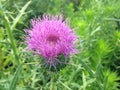 Purple Cirsium Plant Flower.