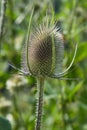 Teasel / Genus Dipsacus