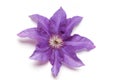 Purple clematis