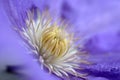 Purple clematis