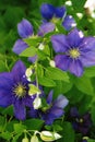 Purple Clematis Royalty Free Stock Photo