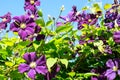 Purple clematis against the blue sky Royalty Free Stock Photo