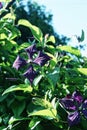 Purple clematis in the background of clear sky close up