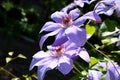 Purple clematis blooming in the garden