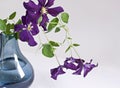 Purple Clematis Bouquet Royalty Free Stock Photo