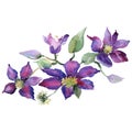 Purple clematis bouquet botanical flowers. Watercolor background set. Isolated clematis illustration element. Royalty Free Stock Photo