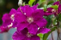 Purple clematis climber flowers in summer cottage garden Royalty Free Stock Photo