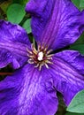 Purple clematis closeup