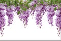 Purple Clematis Floral Garland on White Background Royalty Free Stock Photo