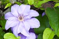 Purple Clematis flower Royalty Free Stock Photo