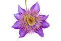 Purple Clematis flower Royalty Free Stock Photo