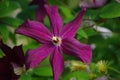 Purple clematis flower Royalty Free Stock Photo