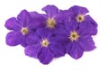 Purple clematis flower Royalty Free Stock Photo