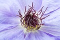 Purple Clematis flower Royalty Free Stock Photo