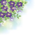 Purple clematis flower background illustration