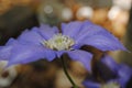 Purple Clematis flower