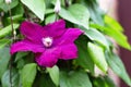 Purple clematis flower close-up.Blur focus. Climbing plants for landscaping of gardens, parks Royalty Free Stock Photo