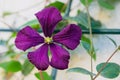 Purple clematis flower closeup in the garden Royalty Free Stock Photo