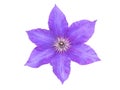 Purple clematis flower closeup isolated on white. Transparent png additional format Royalty Free Stock Photo