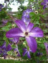 Purple Clematis Flower Royalty Free Stock Photo